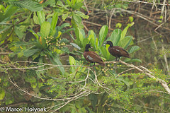 Pteronetta hartlaubii