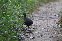 Crypturellus obsoletus