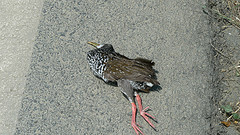 Pardirallus maculatus