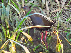 Pardirallus nigricans