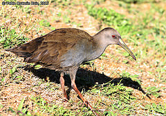 Pardirallus sanguinolentus