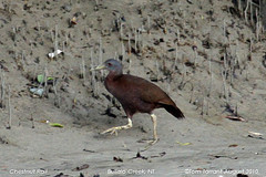 Eulabeornis castaneoventris