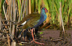 Porphyrio madagascariensis