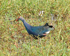 Porphyrio poliocephalus