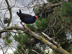 Porphyrio melanotus