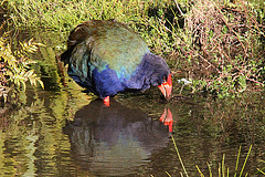 Porphyrio hochstetteri