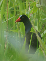 Porphyrio alleni