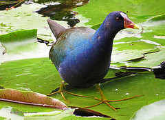 Porphyrio martinicus