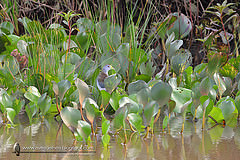 Porphyrio flavirostris