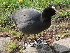 Fulica atra