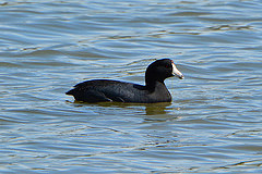 Fulica americana