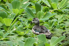 Nettapus coromandelianus