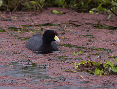 Fulica ardesiaca