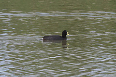Fulica armillata