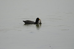 Fulica rufifrons