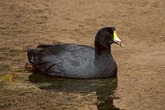 Fulica gigantea