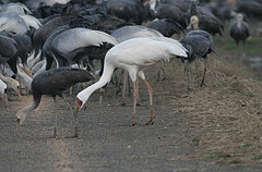 Grus leucogeranus
