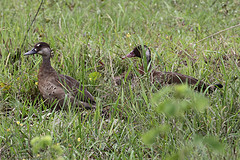 Amazonetta brasiliensis