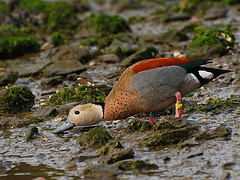 Callonetta leucophrys