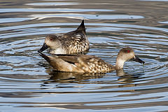 Lophonetta specularioides