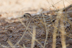 Ortyxelos meiffrenii