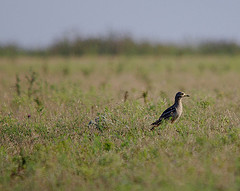 Burhinus oedicnemus