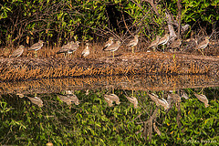 Burhinus senegalensis