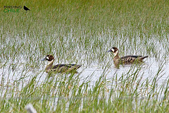 Speculanas specularis