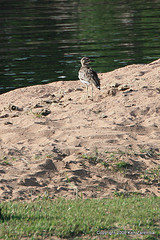 Burhinus vermiculatus