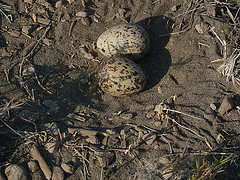 Burhinus superciliaris