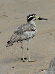 Esacus recurvirostris