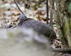 Crypturellus undulatus