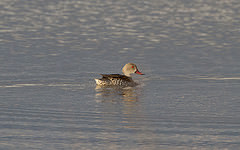 Anas capensis