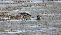 Pluvianellus socialis