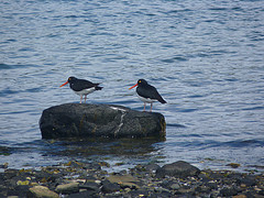 Haematopus leucopodus