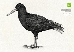 Haematopus meadewaldoi