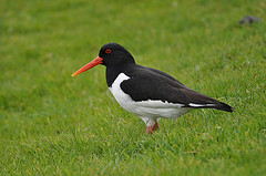 Haematopus ostralegus