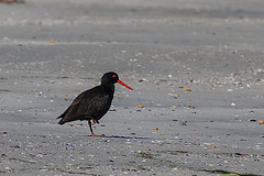 Haematopus fuliginosus