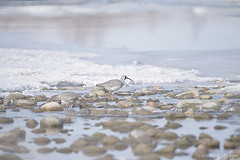 Ibidorhyncha struthersii