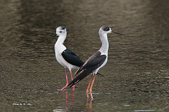 Himantopus himantopus