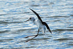 Himantopus leucocephalus