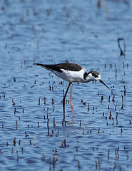 Himantopus melanurus