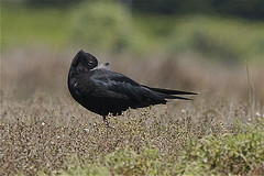 Himantopus novaezelandiae