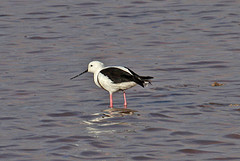 Cladorhynchus leucocephalus