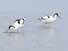 Recurvirostra avosetta