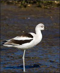 Recurvirostra americana