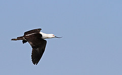 Recurvirostra andina