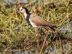Vanellus crassirostris