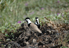 Vanellus spinosus