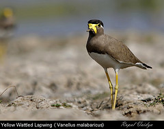 Vanellus malabaricus